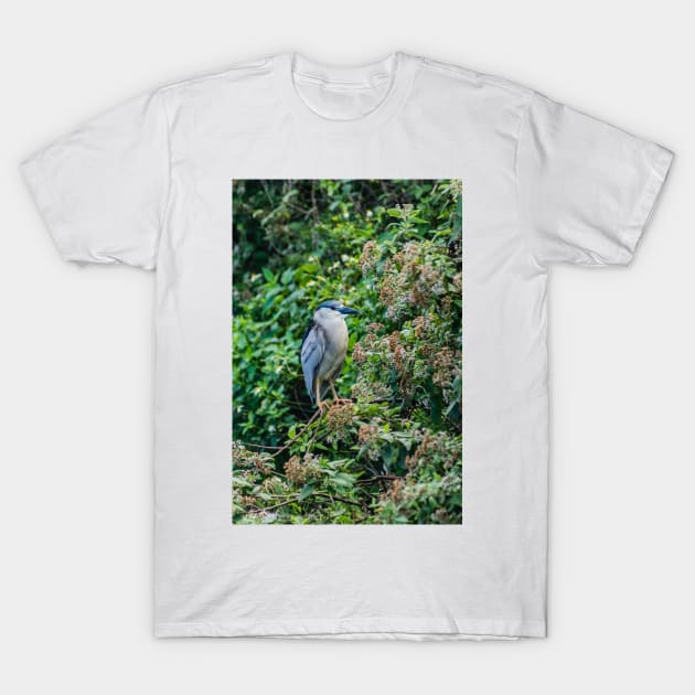 Black crowned night heron in Honolulu 2 T-Shirt by KensLensDesigns